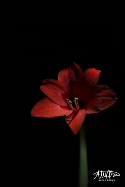 Studio Quality Lighting, Dramatic Lighting, Black Backdrop