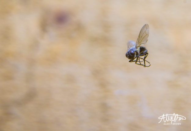 Alex-Brown-Dead-Fly-Resurected-Macro-Photography