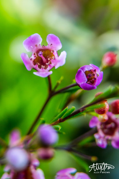 Alex-Brown-Flowers-Focus-Foreground-Blur-Macro-Photography